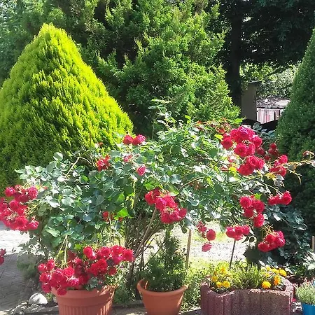 Kojak 3* Jastrzębia Góra