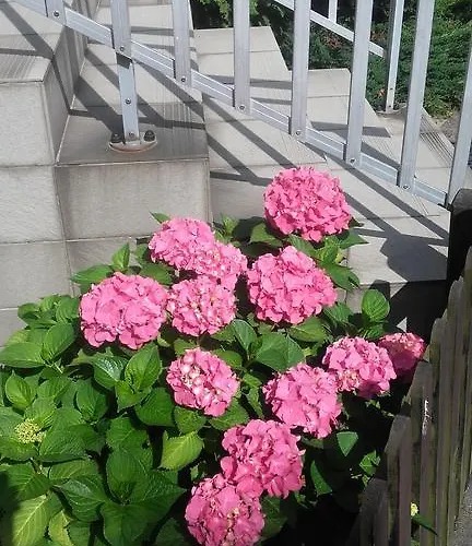 Kojak Oda ve Kahvaltı 3*